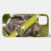 Sichernder Tapichalaca Baum-Frosch Hyloscirtus Case-Mate iPhone Hülle (Rückseite (Horizontal))