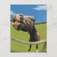 Sicht auf das Pferd aus Fischaugen