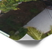 Sicht auf den Pool, umgeben von Palmen Poster (Ecke)