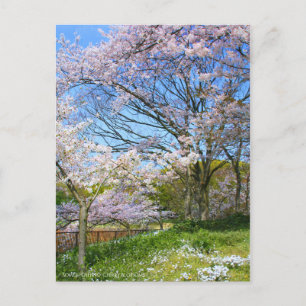 Sicht auf Kirschblüten (& Frühlingssinn) Postkarte