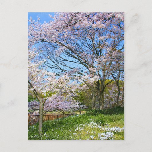 Sicht auf Kirschblüten (& Frühlingssinn) Postkarte (Vorderseite)