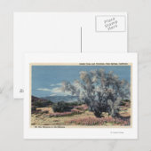 Sicht auf San Gorgonio, Rauchbäume Postkarte (Vorne/Hinten)