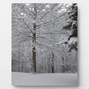 Sicht auf Wälder Fotoplatte