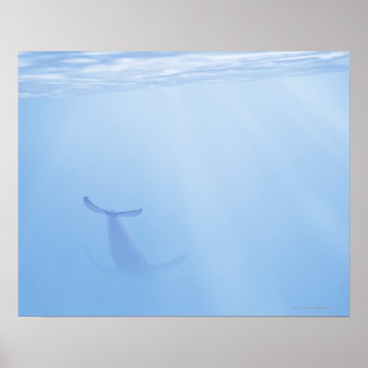 Sicht auf Wale unter Wasser Poster (Vorne)