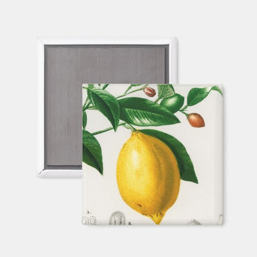 Sicilian lemon magnet (Vorderseite/Rückseite)