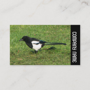 Side Band - Europäische Magpie Visitenkarte
