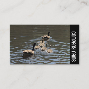 Side Band - Kanada Gänse mit Goslings Visitenkarte