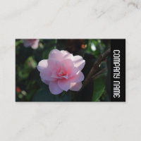 Side Band - Pink Camellia