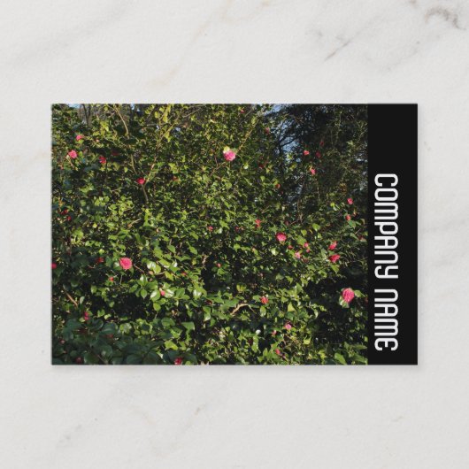 Side Band - Red Camellia Bush Visitenkarte (Vorderseite)