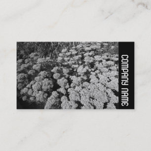 Side Band - Sedum "Herbstfreude" Visitenkarte