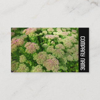 Side Band - Sedum "Herbstfreude" Visitenkarte