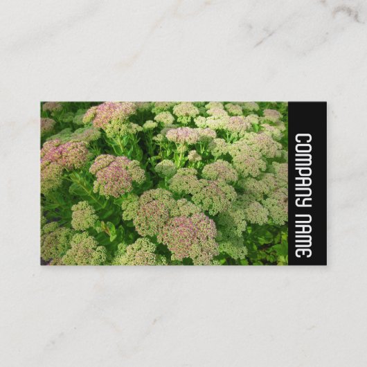 Side Band - Sedum "Herbstfreude" Visitenkarte (Vorderseite)