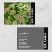 Side Band - Sedum "Herbstfreude" Visitenkarte (Vorne/Hinten)