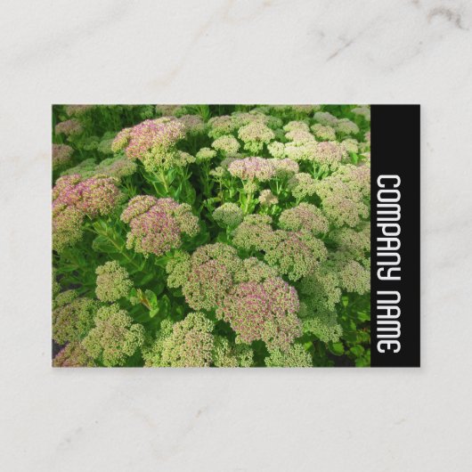 Side Band - Sedum "Herbstfreude" Visitenkarte (Vorderseite)