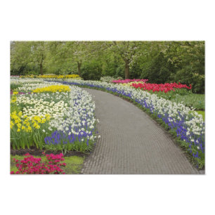 Sidewalk durch Tulpen und daffodils, 2 Fotodruck