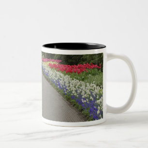 Sidewalk durch Tulpen und daffodils, 2 Zweifarbige Tasse