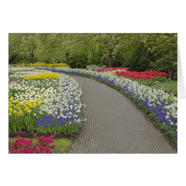 Sidewalk durch Tulpen und Narzissen, 2 (Vorderseite (Horizontal))