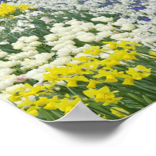 Sidewalk durch Tulpen und Narzissen, Poster (Ecke)