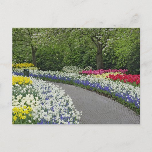 Sidewalk durch Tulpen und Narzissen, Postkarte (Vorderseite)