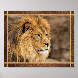 Sideway Lion Foto Poster