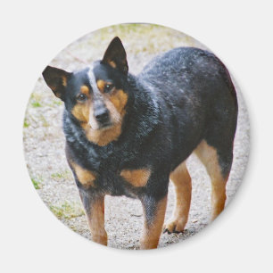 Sidney das blaue Heeler Magnet