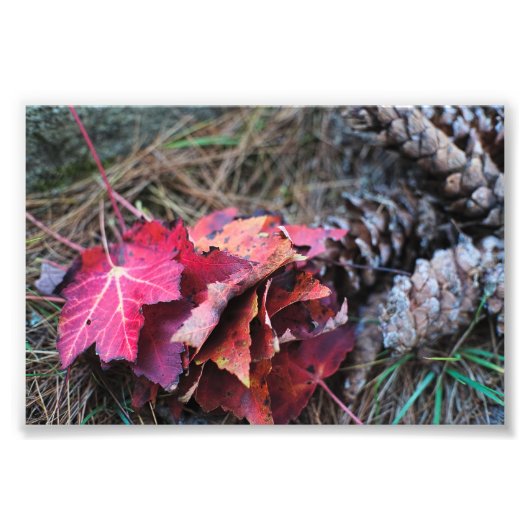 Sie alle fallen fotodruck (Vorne)