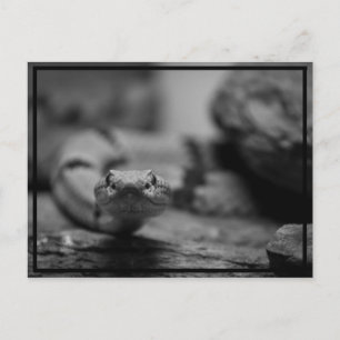 Sie anschauen! postkarte