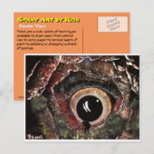 Sie gefunden! postkarte (Vorne/Hinten)