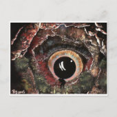 Sie gefunden! postkarte (Vorderseite)