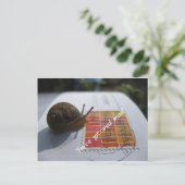 Sie haben eine Schnecke got Postkarte (Stehend Vorderseite)