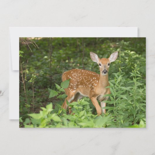 Sie hat noch ihre Spots - Fawn Notecard Dankeskarte (Vorderseite)