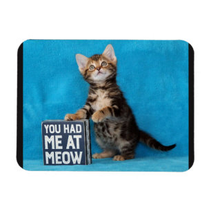 Sie hatten mich am Meow-bengalischen Kätzchen Magnet