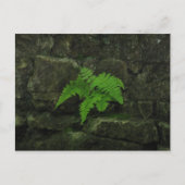 Sie können überleben... postkarte (Vorderseite)