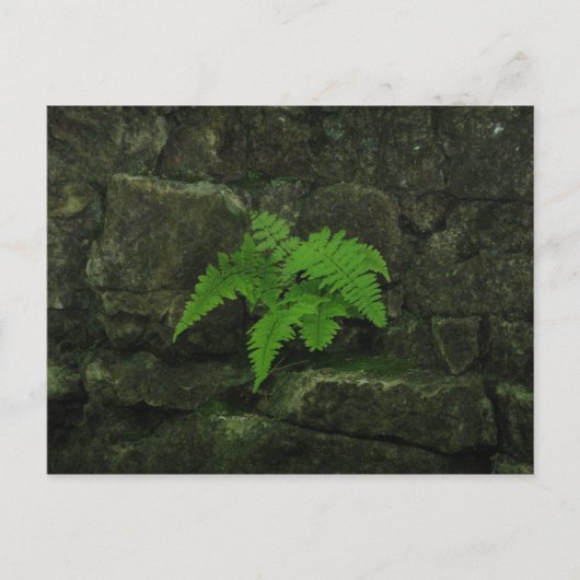 Sie können überleben... postkarte (Vorderseite)