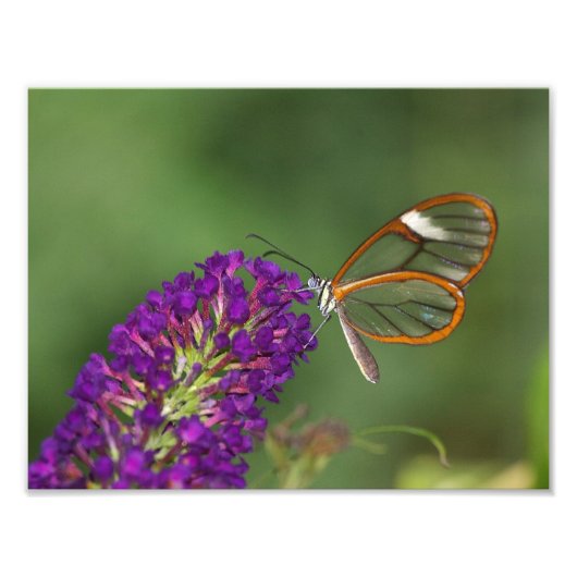 Sie nennen mich Clear Wing Fotodruck (Vorne)