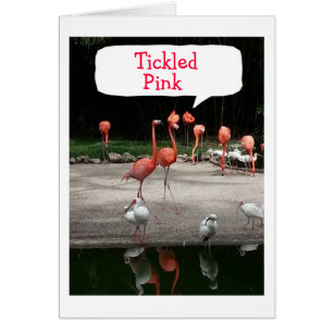 **SIE RETIREN" FLAMINGOS SIND "TICKPINK"