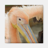 Sie sehen Pelican Magnet (Vorne)