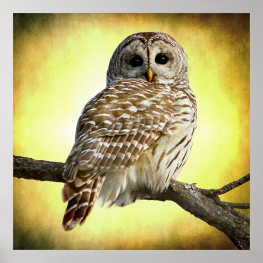 Sie sieht direkt in mir im Herzen Poster (Vorne)