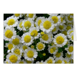 Sie sind mein Sonnenschein