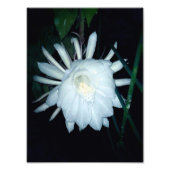 Sie trug die Wiege des Moses Fotodruck (Vorne)