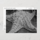 Sie verkauft Muscheln am Meer Postkarte (Vorne/Hinten)