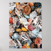 Sie verkauft Muscheln Poster (Vorne)