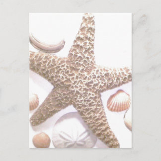 Sie verkauft Muscheln Postkarte