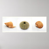 Sie verkauft Seashells Poster (Vorne)