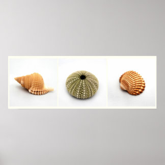Sie verkauft Seashells Poster