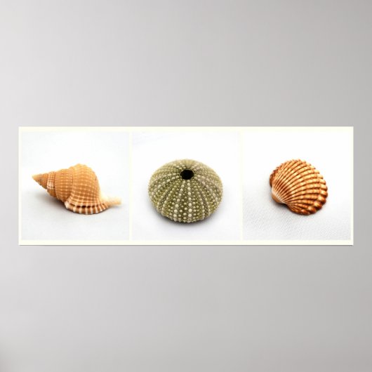 Sie verkauft Seashells Poster (Vorne)