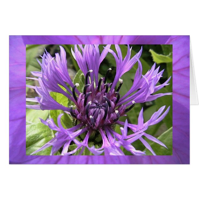 siebtes Chakra (Vorderseite (Horizontal))