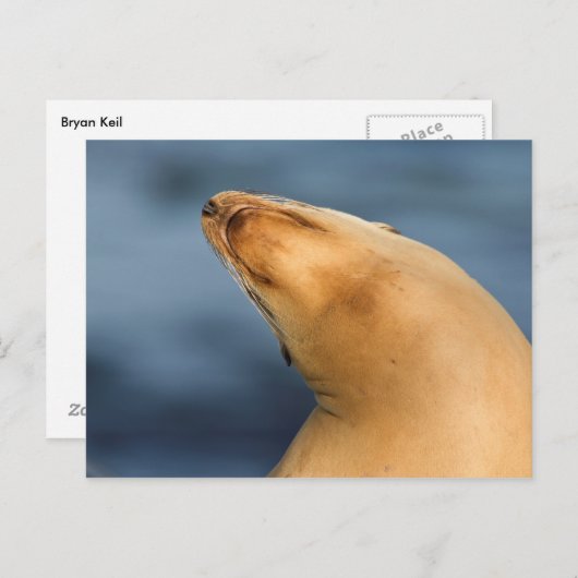 Siegel am Strand Postkarte (Vorne/Hinten)