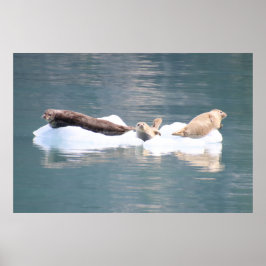 Siegel auf Eis Poster