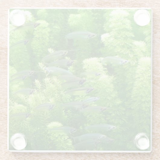 Siegel der glänzenden Silberfische Glasuntersetzer (Rückseite)